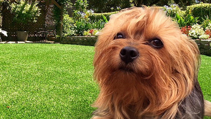 dog with artificial grass