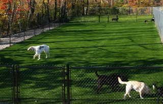 Awesome Artificial Turf for Pets