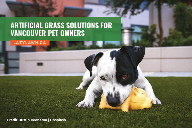 Artificial Grass Solutions for Vancouver Pet Owners