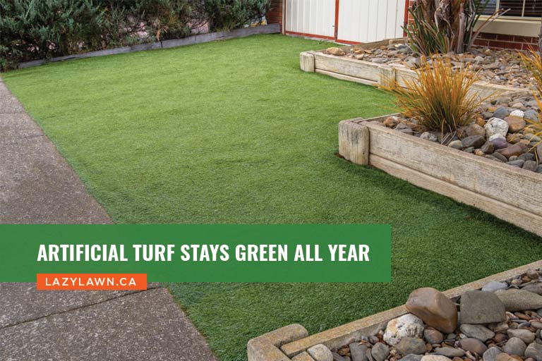 Artificial turf stays green all year
