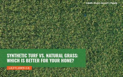 Synthetic Turf vs. Natural Grass: Which is Better for Your Home?