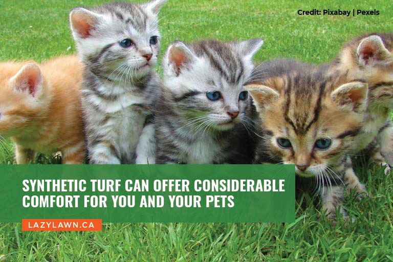 Synthetic turf can offer considerable comfort for you and your pets