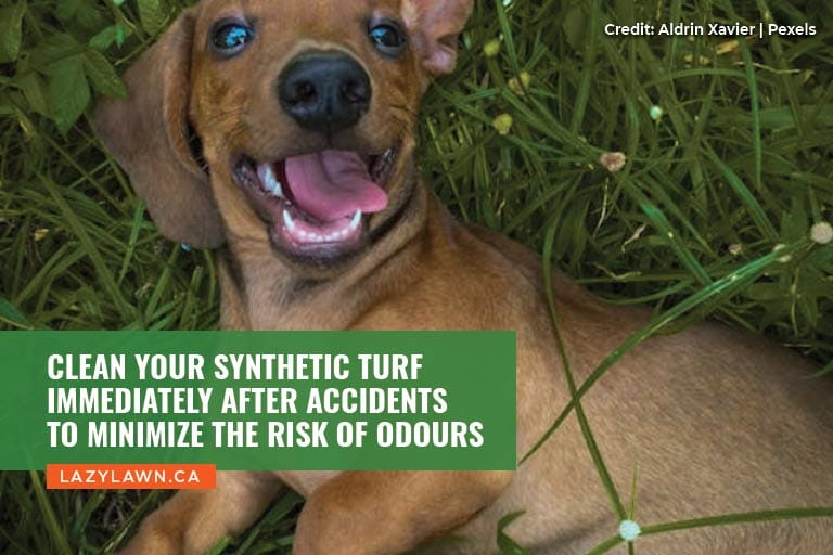 Clean your synthetic turf immediately after accidents to minimize the risk of odours