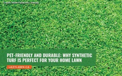 Pet-Friendly and Durable: Why Synthetic Turf is Perfect for Your Home Lawn