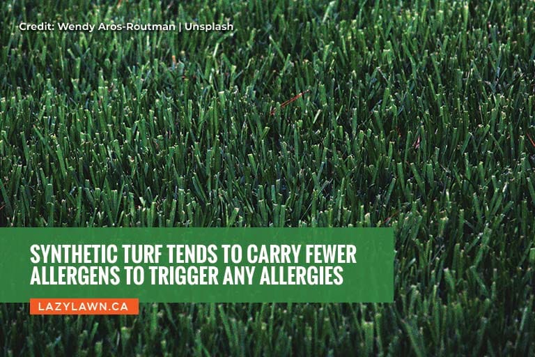 Synthetic turf tends to carry fewer allergens to trigger any allergies