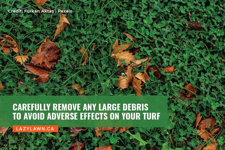 Carefully remove any large debris to avoid adverse effects on your turf