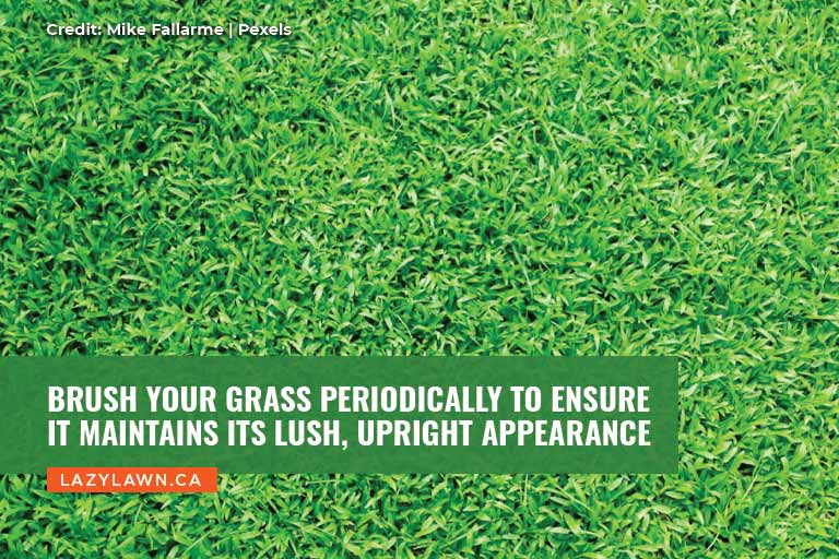 Brush your grass periodically to ensure it maintains its lush, upright appearance