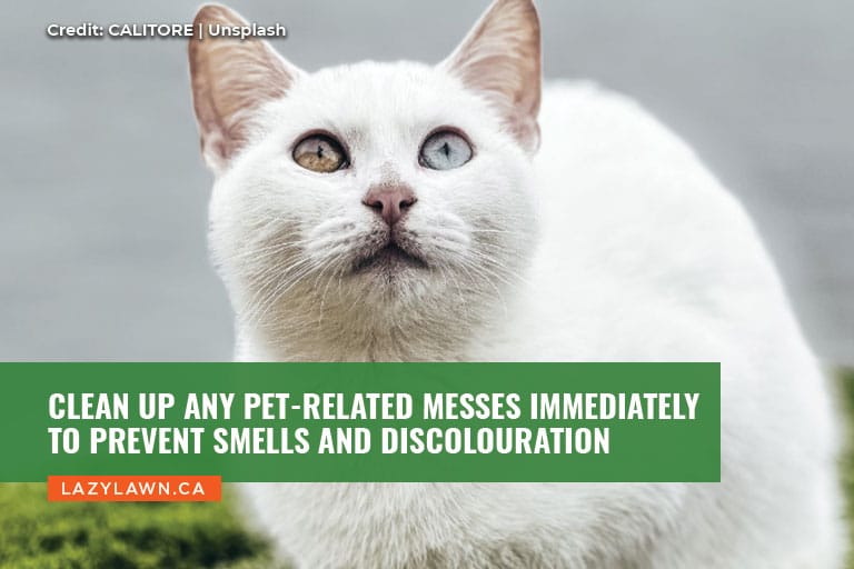 Clean up any pet-related messes immediately to prevent smells and discolouration