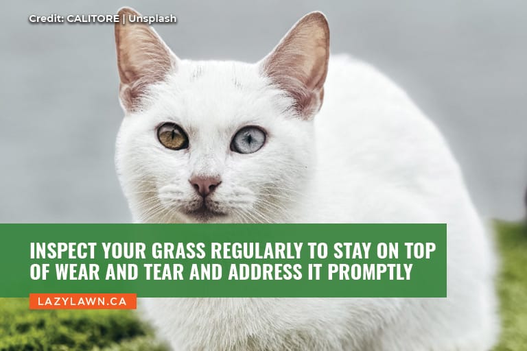 Inspect your grass regularly to stay on top of wear and tear and address it promptly