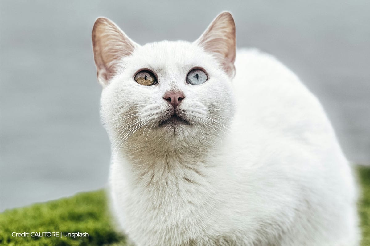 Artificial grass goes well with pets thanks to its durability and ease of cleaning