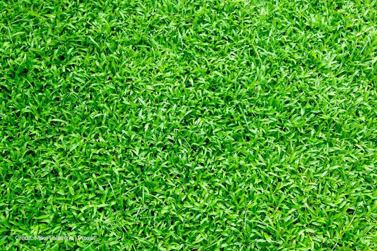 Artificial grass is easy to clean, allowing you to remove dust and other allergens