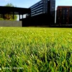 Artificial Grass Care: Tips and Tricks for Long-Lasting Beauty