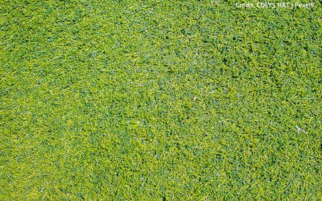 Save Time and Money with Artificial Grass at Home