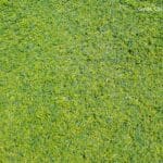 Save Time and Money with Artificial Grass at Home