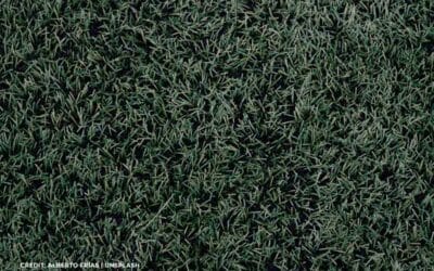 Beyond the Backyard: Unexpected Uses for Artificial Turf
