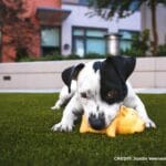 Pet-Friendly Interiors: Why Synthetic Grass is a Great Indoor Choice