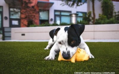 Pet-Friendly Interiors: Why Synthetic Grass is a Great Indoor Choice