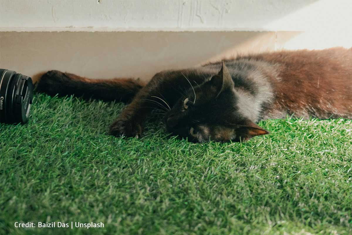 Think about any relevant maintenance requirements like cleaning after pets