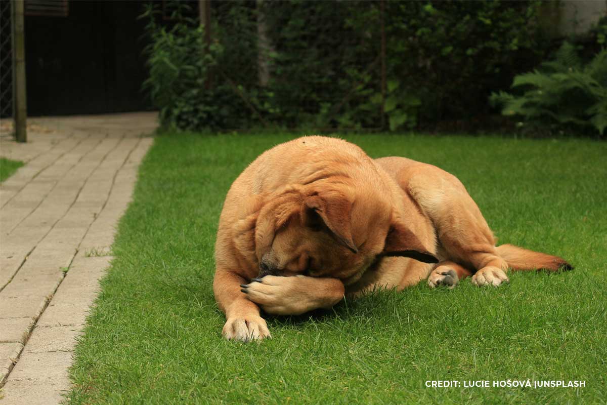 UV Protection and Fade Resistance