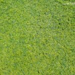 Why Artificial Grass is the Ultimate Upgrade for Your Home Lawn